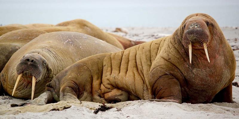 儿童安全座椅选购全攻略：从认证标准、接口类型到年龄段匹配，守护宝宝出行安全